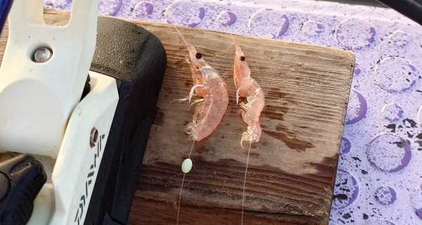 オキアミを針につけた写真