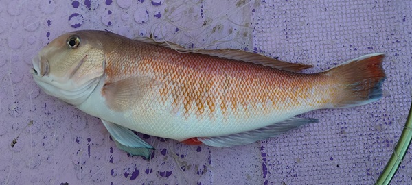 シロアマダイの写真