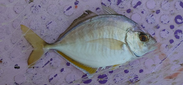 カイワリの写真