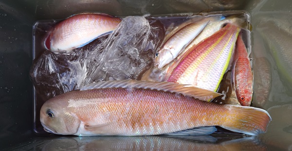 釣りの釣果の写真