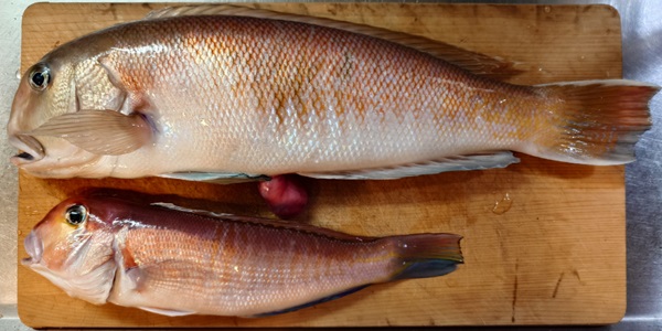 シロアマダイとアカアマダイの写真